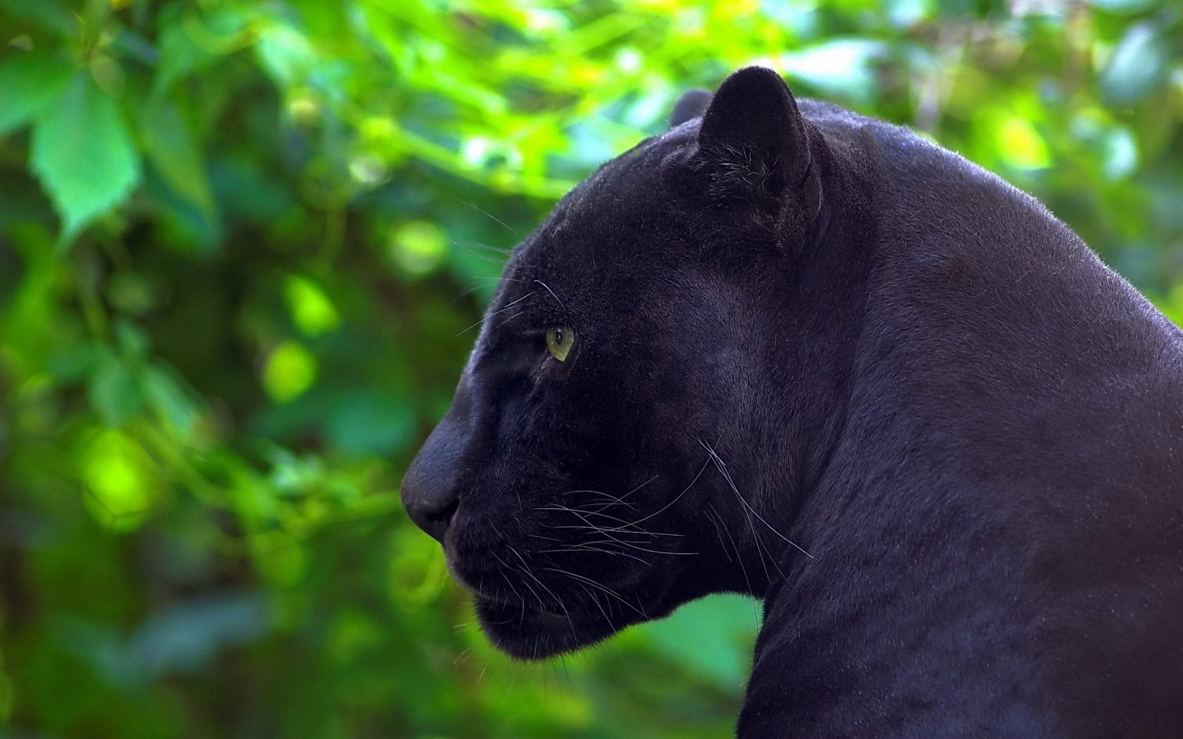 Обои природа, хищник, профиль, пантера, черная, nature, predator, profile, panther, black разрешение 1920x1200 Загрузить