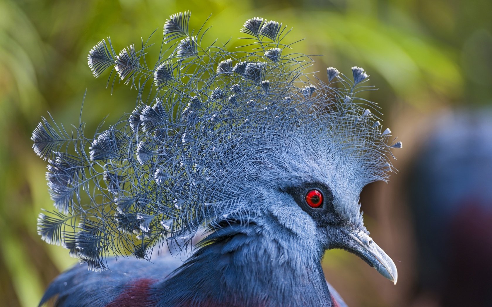 Обои птицы, птица, клюв, перья, голубь, victoria crowned pigeon, венценосный, веероносный, веероносный венценосный голубь, birds, bird, beak, feathers, dove, crowned, aeronomy разрешение 2700x1801 Загрузить