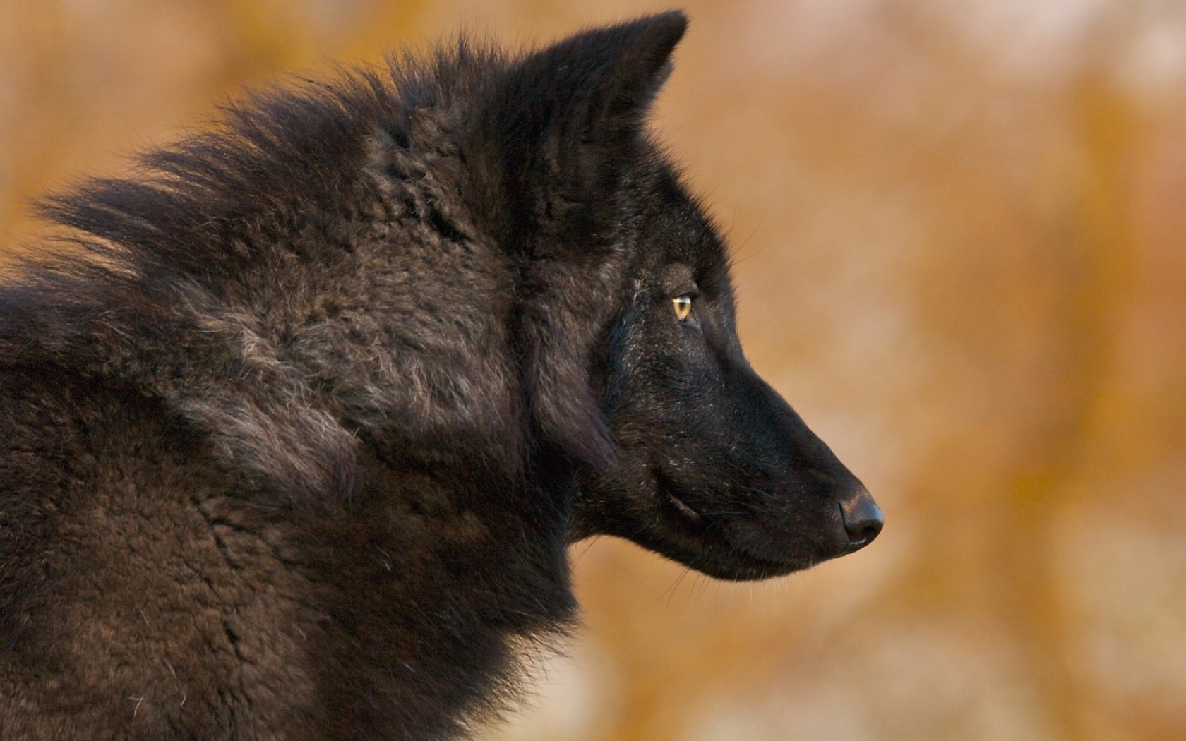 Обои фон, черный, хищник, профиль, волк, background, black, predator, profile, wolf разрешение 2200x1511 Загрузить