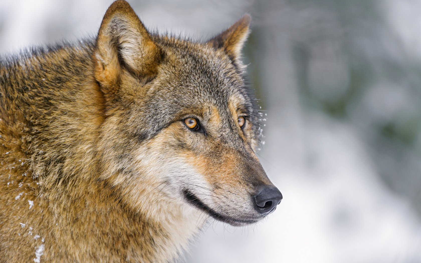 Обои фон, взгляд, хищник, волк, background, look, predator, wolf разрешение 2048x1365 Загрузить