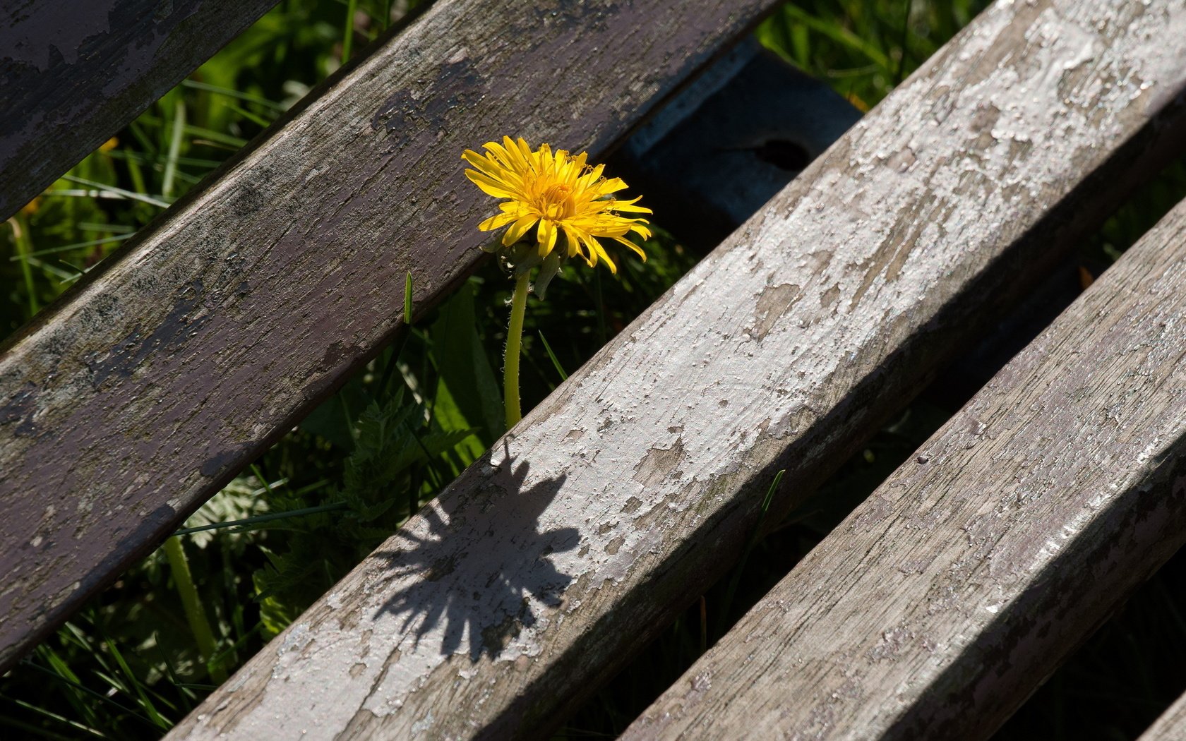 Обои макро, лето, одуванчик, цветок., macro, summer, dandelion, flower. разрешение 2560x1600 Загрузить