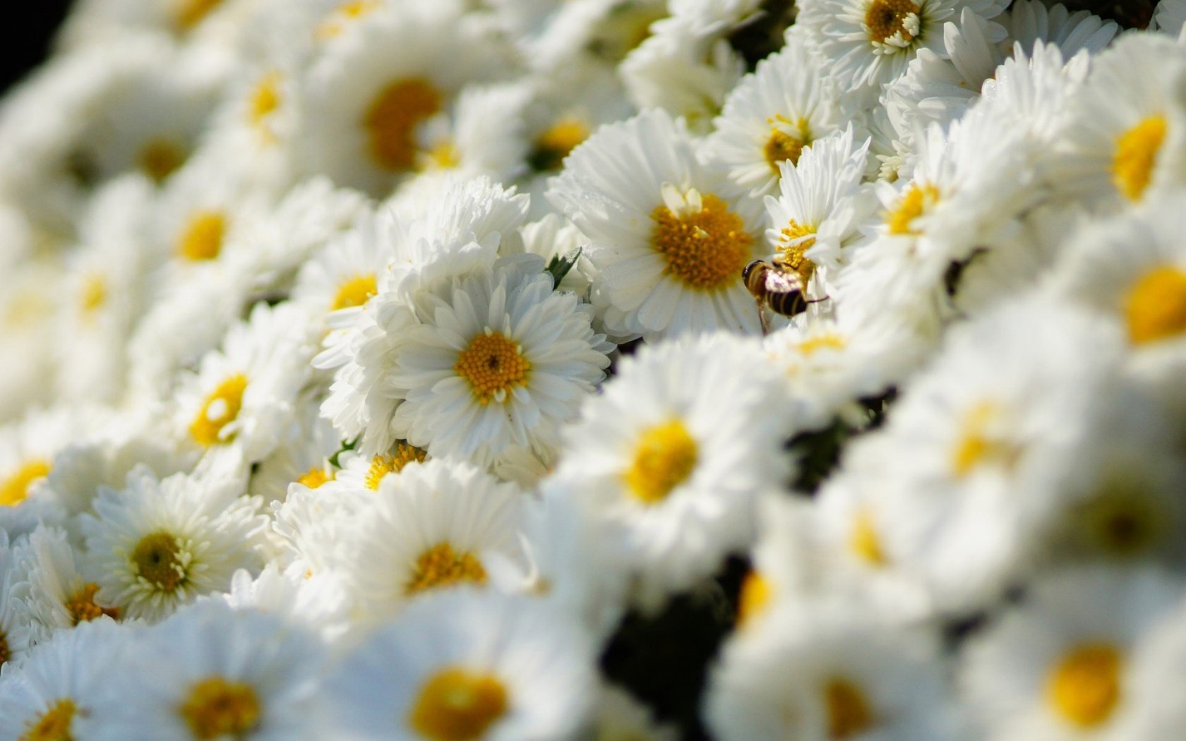 Обои цветы, насекомое, белые, много, хризантемы, flowers, insect, white, a lot, chrysanthemum разрешение 1920x1200 Загрузить