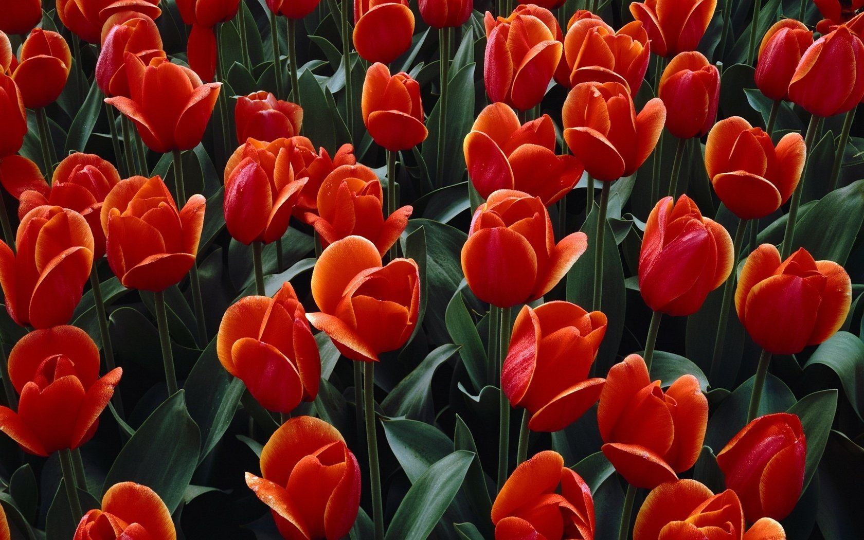 Обои цветы, бутоны, лепестки, красные, тюльпаны, flowers, buds, petals, red, tulips разрешение 1920x1200 Загрузить