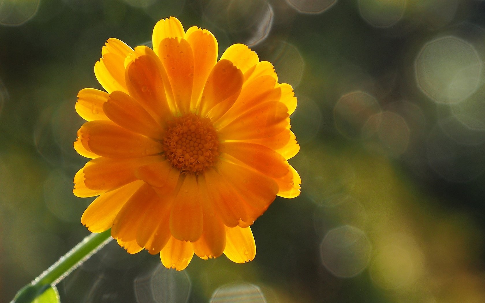 Обои фон, цветок, лепестки, оранжевый, боке, календула, background, flower, petals, orange, bokeh, calendula разрешение 1920x1200 Загрузить