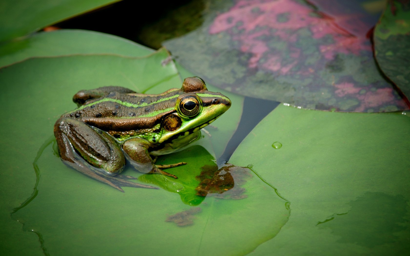 Обои глаза, листья, макро, водоем, лягушка, eyes, leaves, macro, pond, frog разрешение 2560x1700 Загрузить