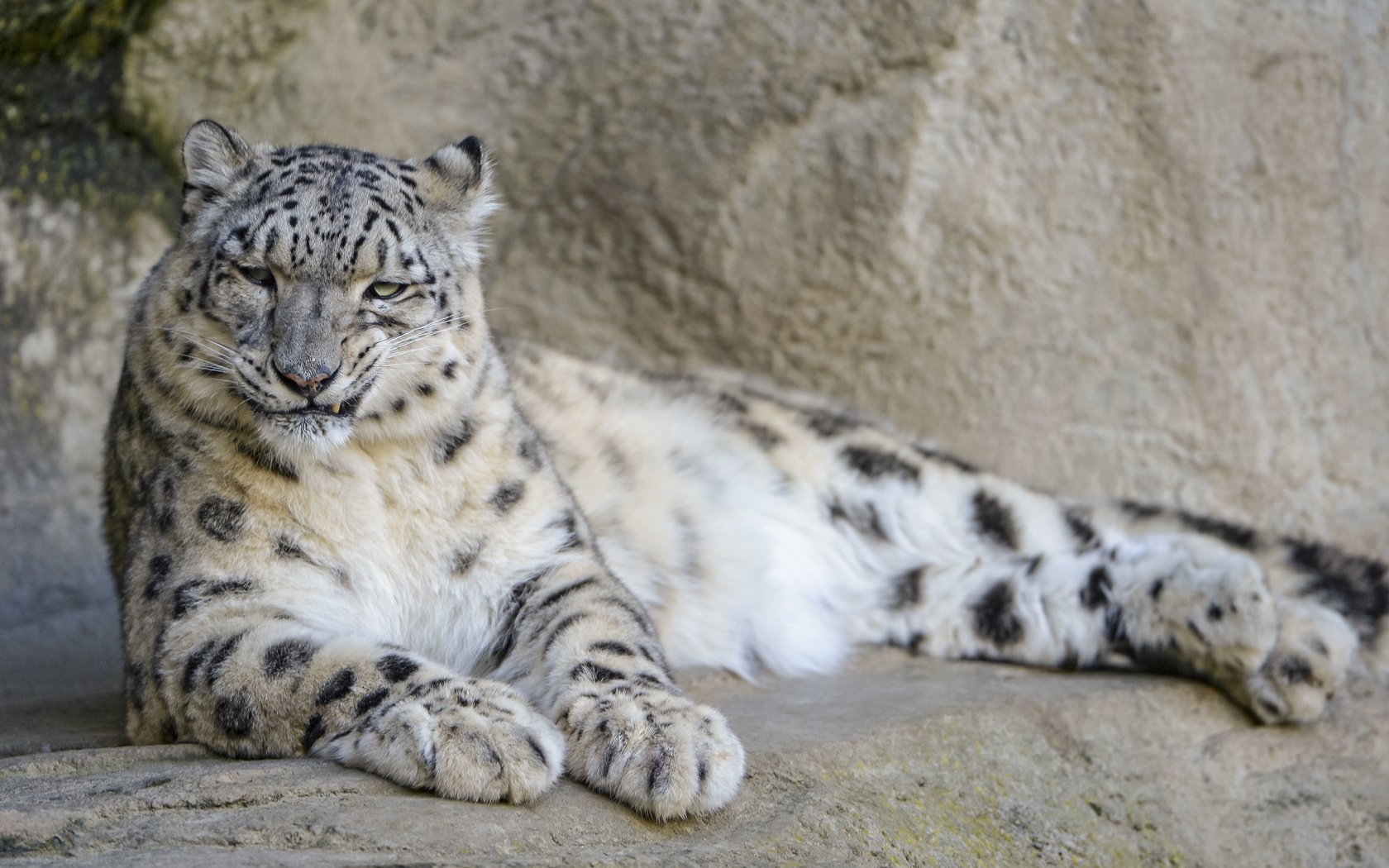 Обои хищник, снежный барс, ирбис, predator, snow leopard, irbis разрешение 4453x2969 Загрузить