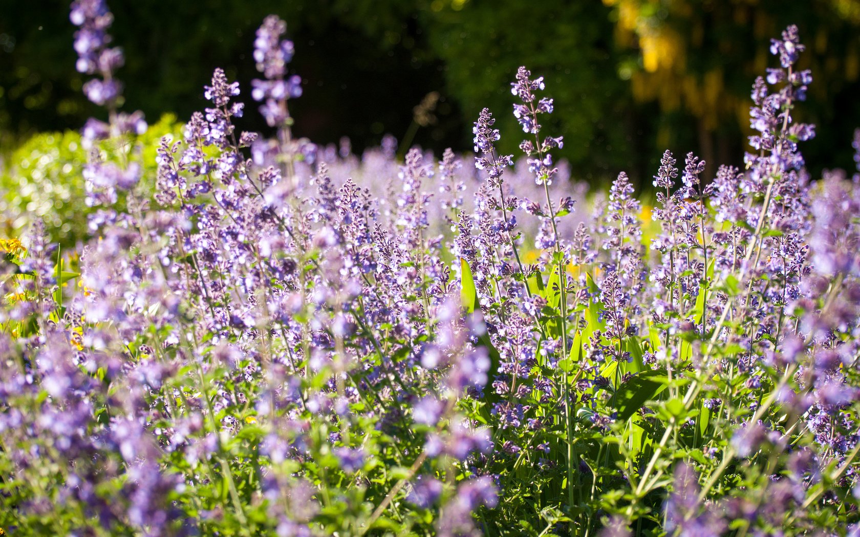 Обои цветы, природа, поле, лаванда, луг, flowers, nature, field, lavender, meadow разрешение 2048x1360 Загрузить