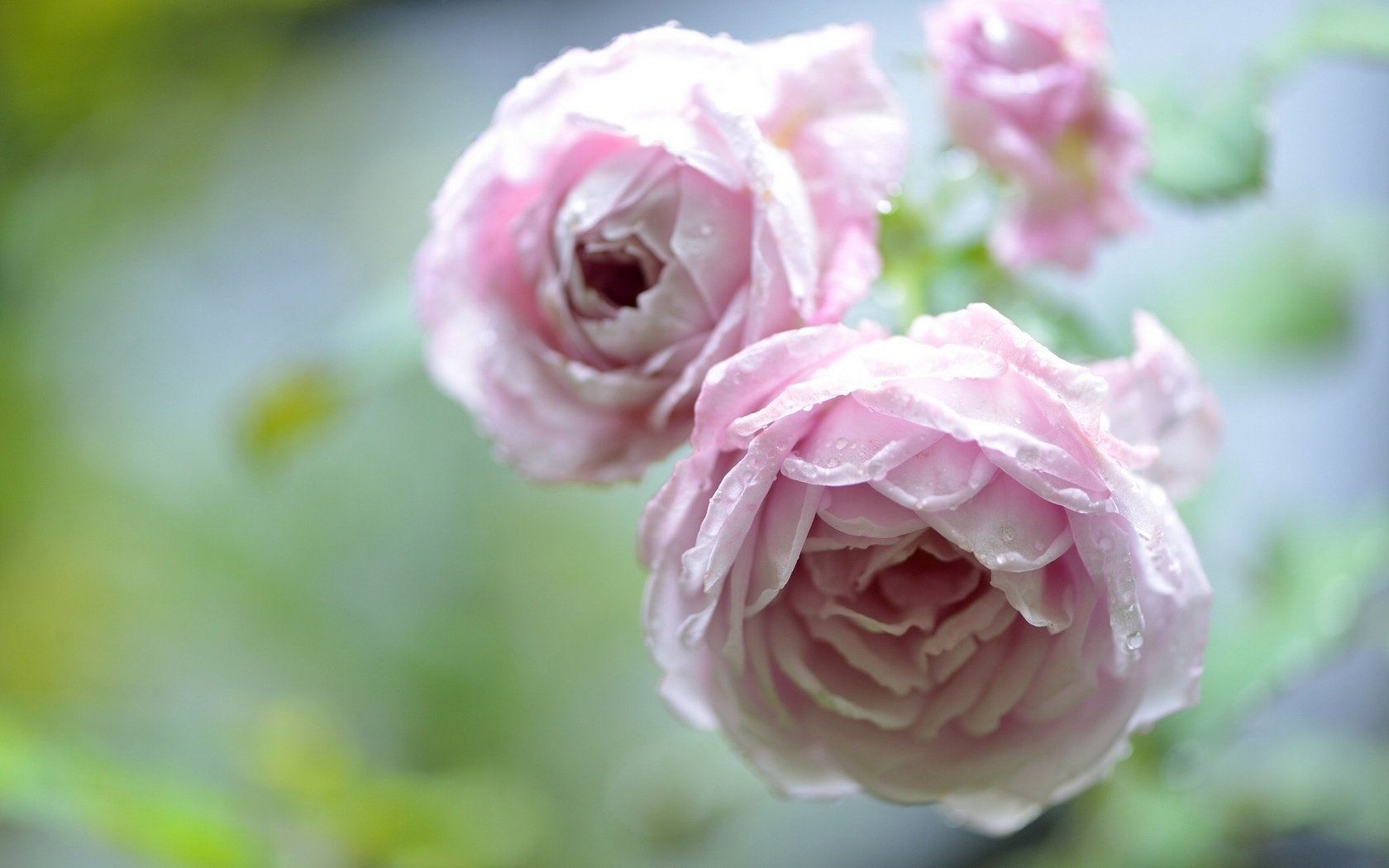 Обои цветы, роса, капли, розы, нежно-розовые, flowers, rosa, drops, roses, pale pink разрешение 1920x1282 Загрузить
