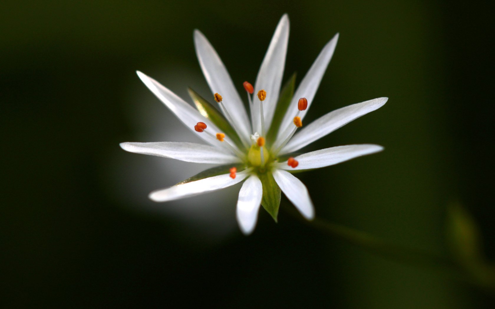 Обои макро, фон, цветок, белый, звездчатка, macro, background, flower, white, stellaria разрешение 2048x1365 Загрузить