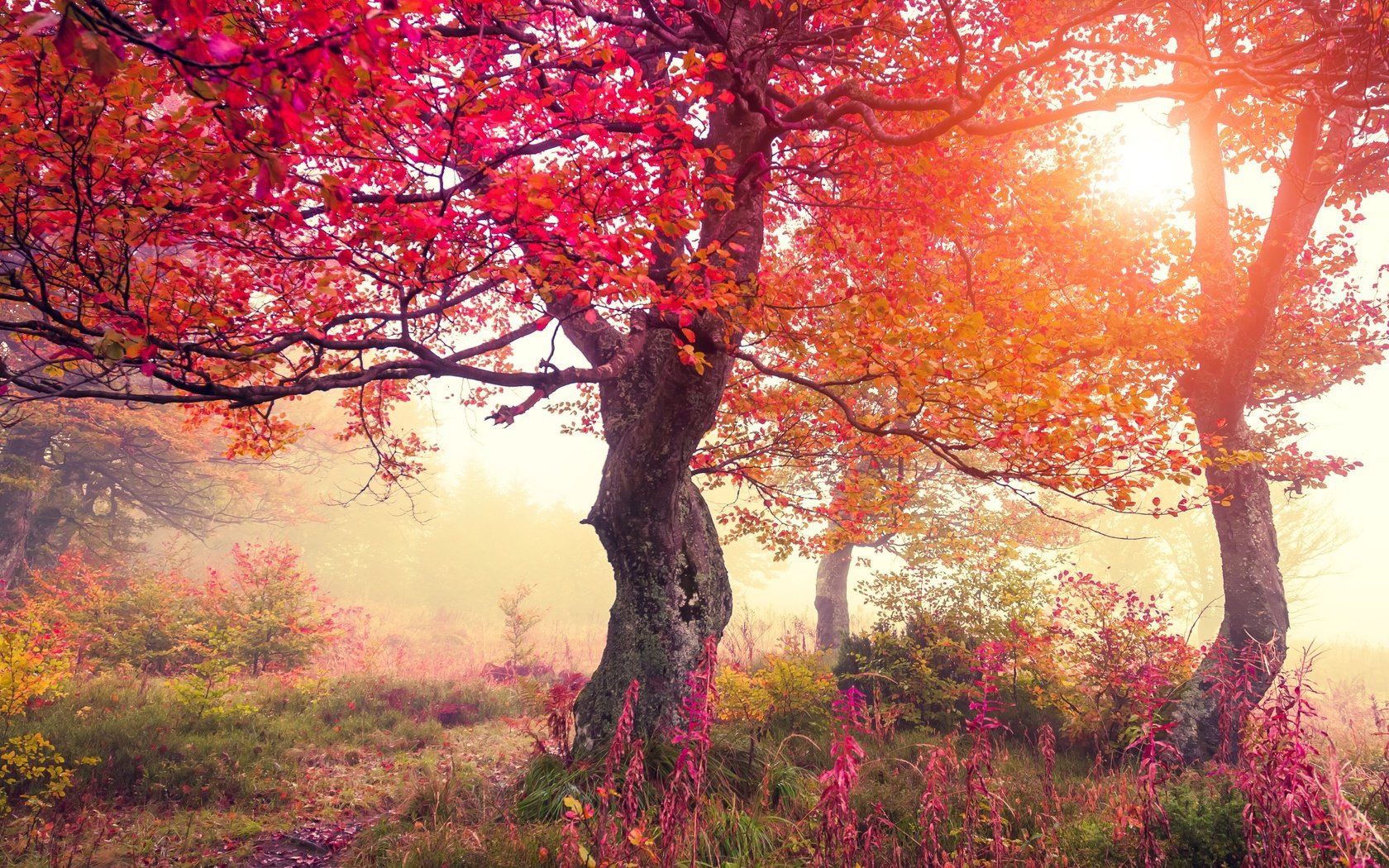 Обои цветы, деревья, лес, осень, flowers, trees, forest, autumn разрешение 6500x4333 Загрузить