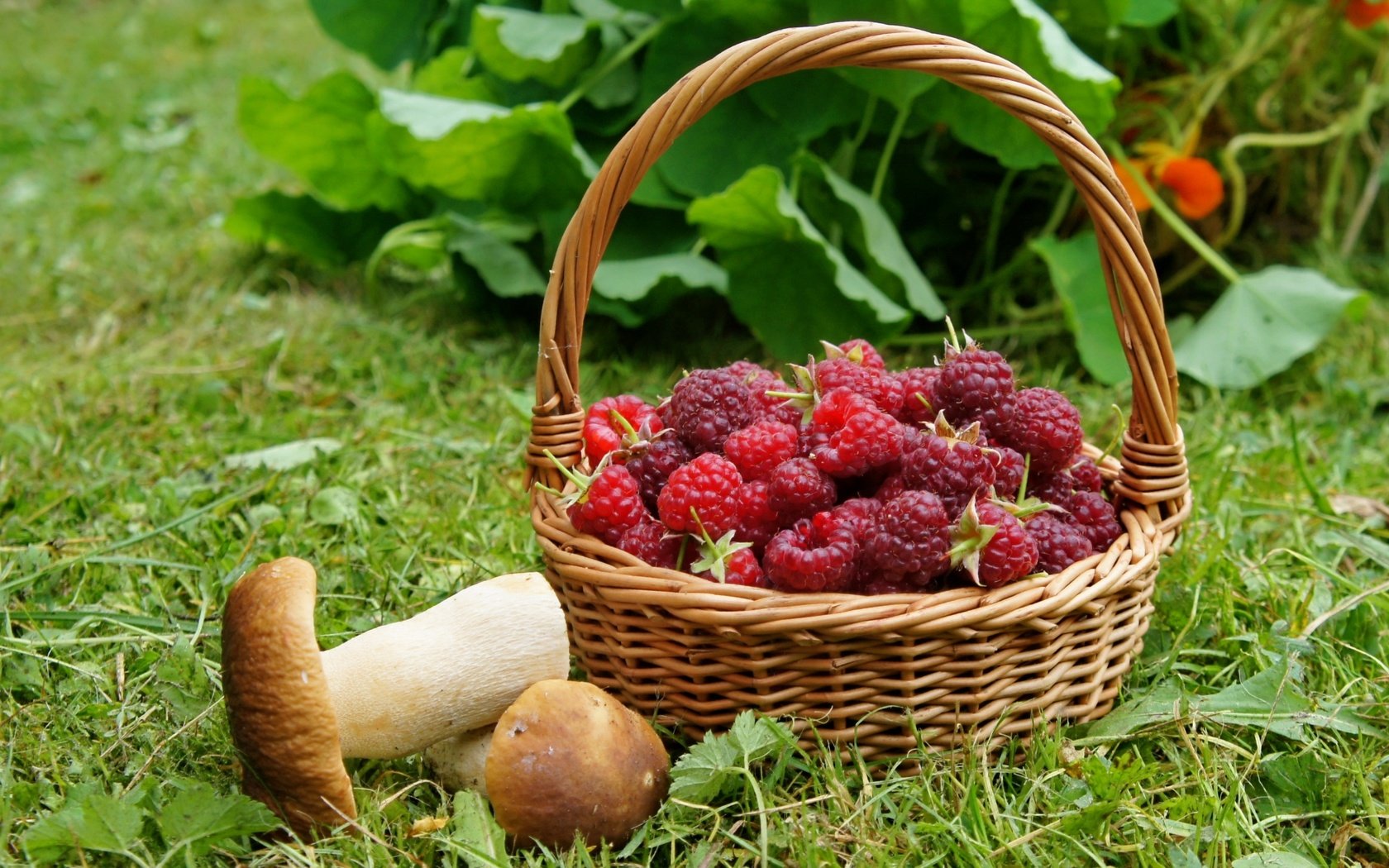 Обои трава, малина, грибы, корзинка, grass, raspberry, mushrooms, basket разрешение 2400x1590 Загрузить