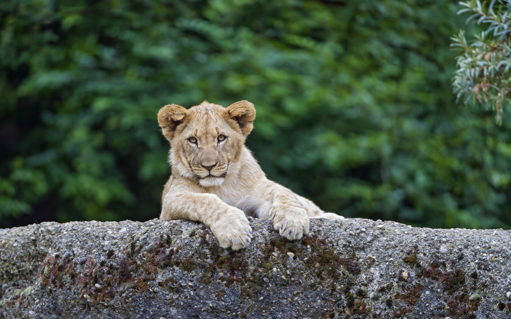 Обои лев, львёнок, детеныш, leo, lion, cub разрешение 1920x1278 Загрузить