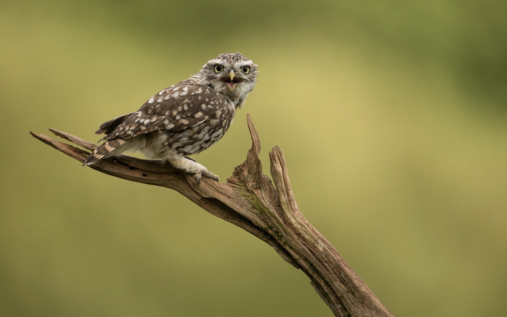 Обои сова, природа, птица, сыч, домовой сыч, owl, nature, bird, little owl разрешение 2047x1236 Загрузить