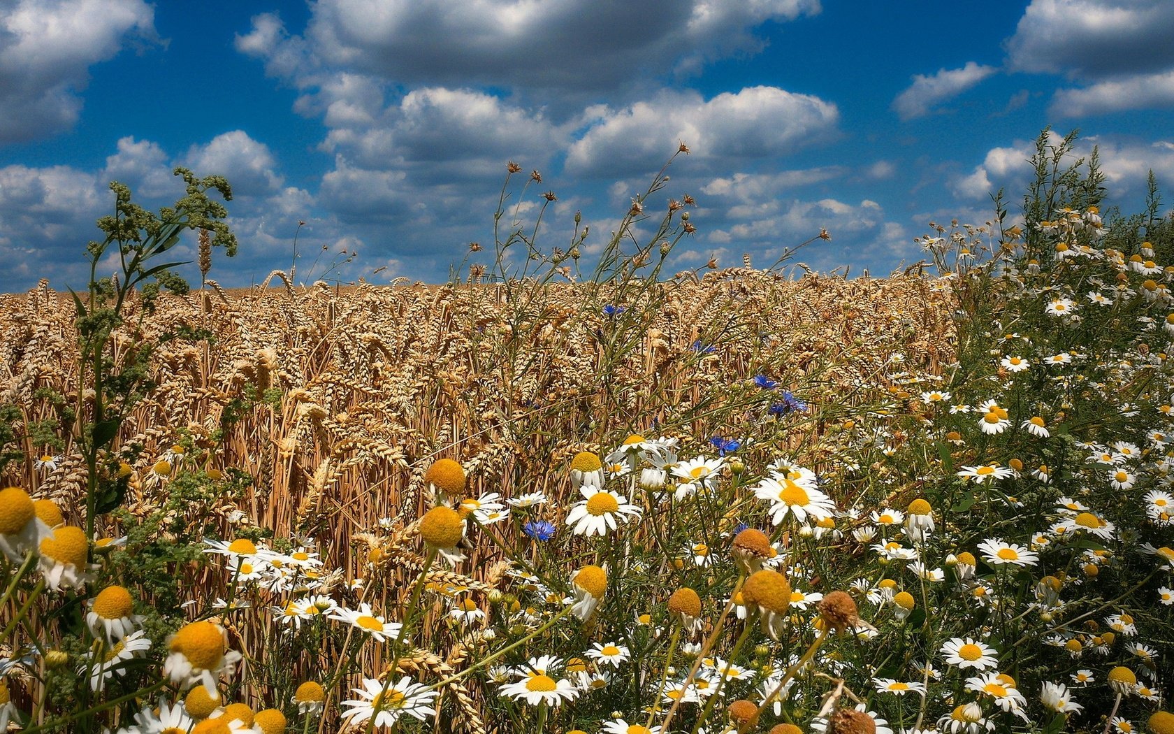 Обои цветы, поле, лето, колосья, flowers, field, summer, ears разрешение 1920x1200 Загрузить