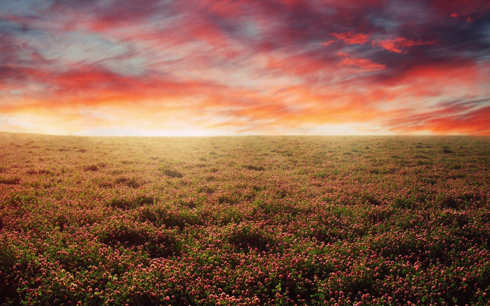 Обои небо, цветы, закат, поле, the sky, flowers, sunset, field разрешение 1920x1080 Загрузить