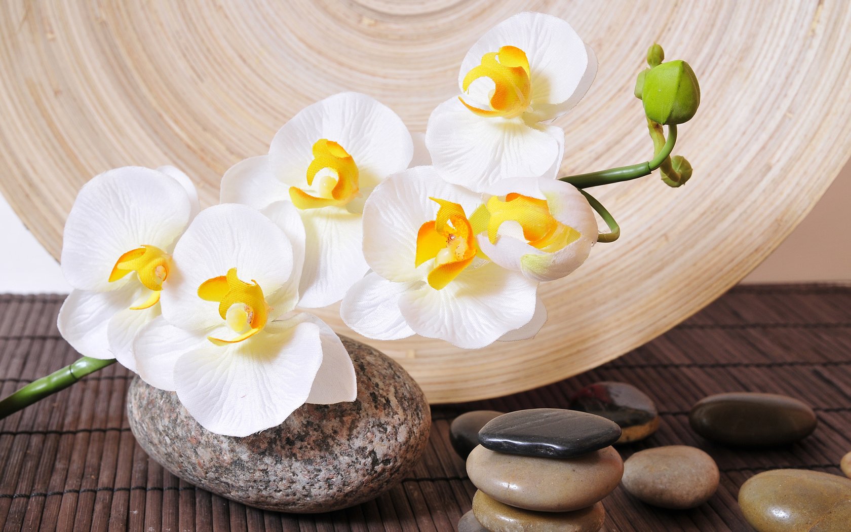Обои белая, орхидея, камешки, white, orchid, pebbles разрешение 1920x1200 Загрузить