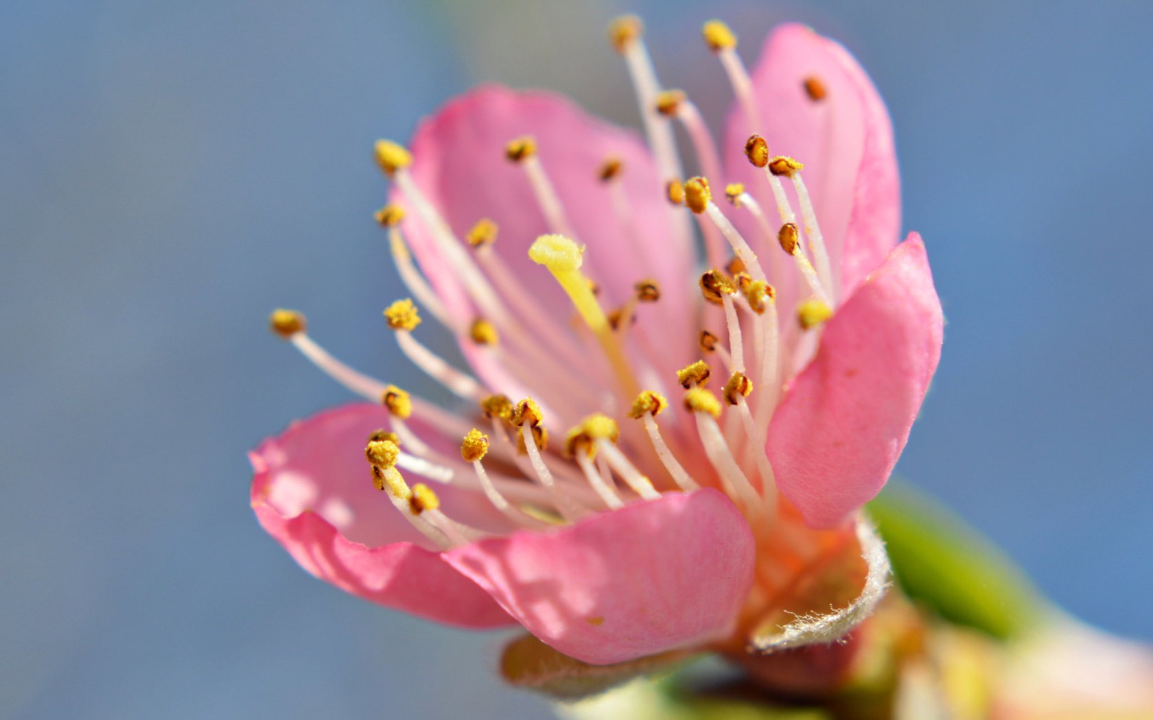 Обои небо, цветок, лепестки, сад, тычинки, весна, the sky, flower, petals, garden, stamens, spring разрешение 2048x1362 Загрузить