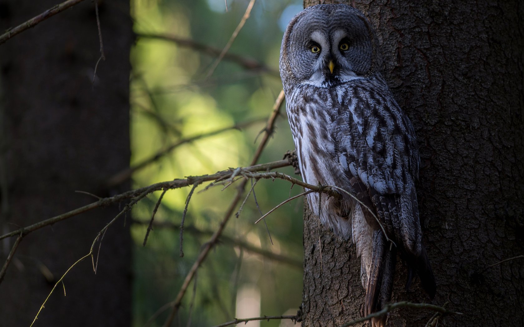 Обои сова, дерево, лес, птица, неясыть,   сова, owl, tree, forest, bird разрешение 2048x1337 Загрузить