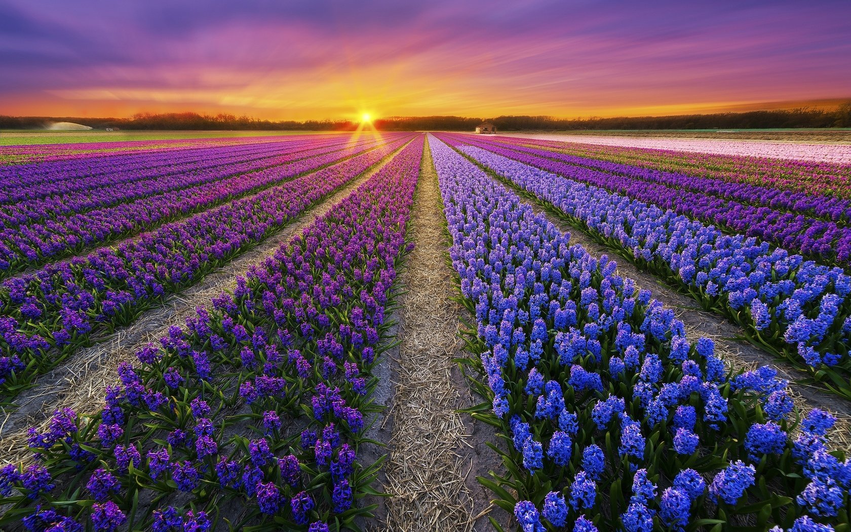 Обои цветы, закат, поле, весна, плантация, flowers, sunset, field, spring, plantation разрешение 1920x1280 Загрузить