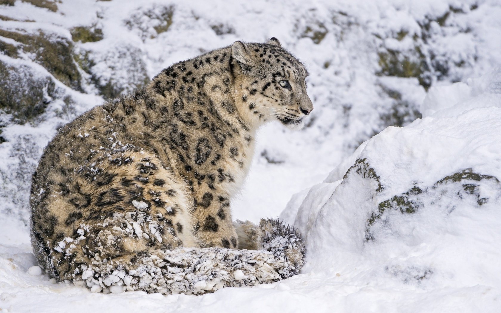 Обои снег, хищник, сидит, снежный барс, ирбис, дикая кошка, снежный леопард, snow, predator, sitting, snow leopard, irbis, wild cat разрешение 2560x1700 Загрузить