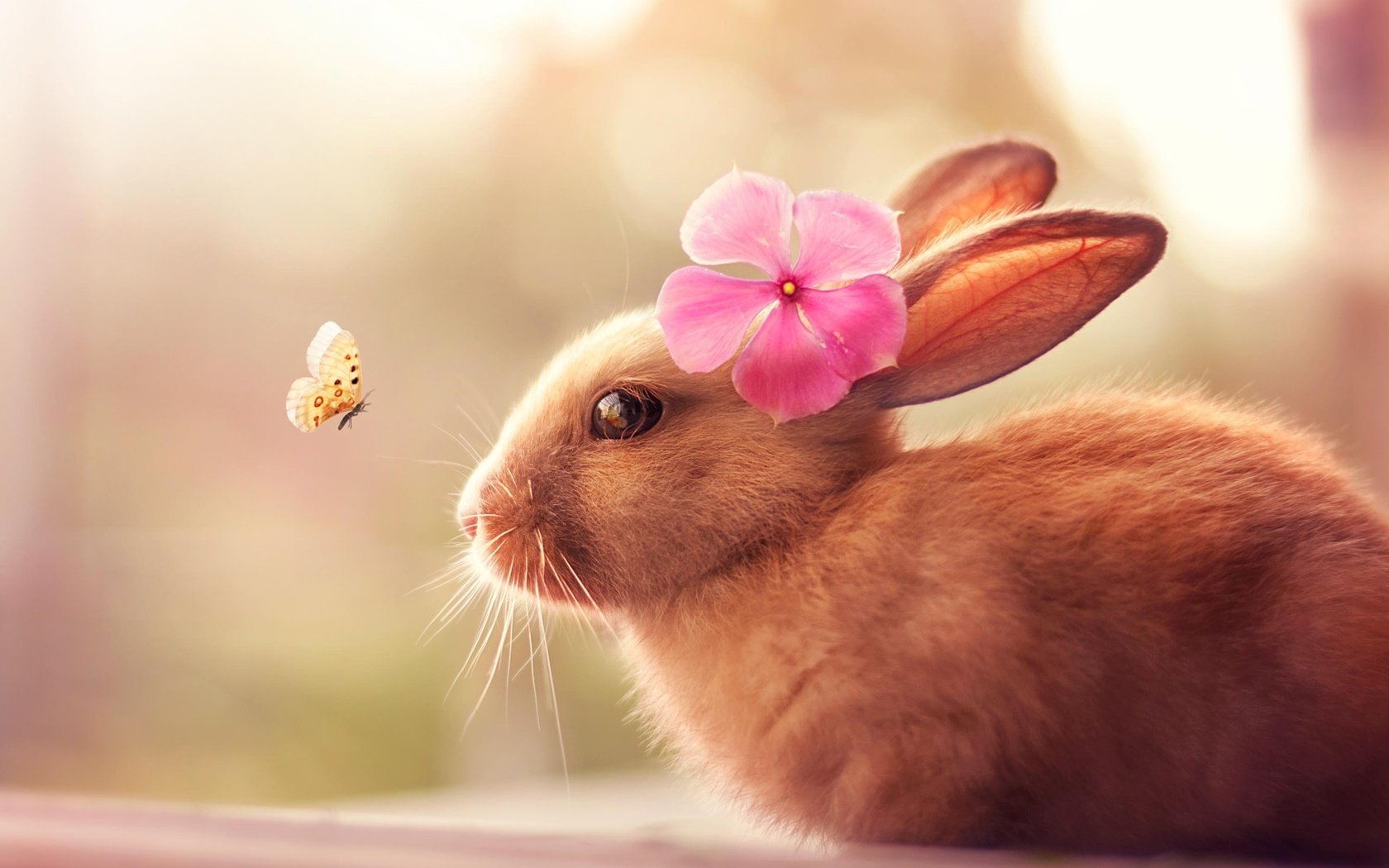Обои насекомое, цветок, шерсть, бабочка, кролик, уши, зайчик, insect, flower, wool, butterfly, rabbit, ears, bunny разрешение 2048x1554 Загрузить