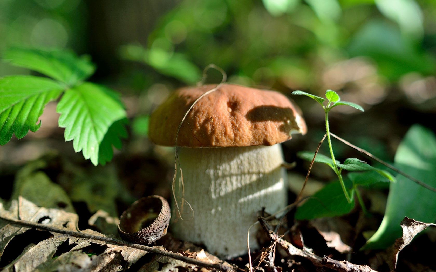 Обои природа, лес, листья, осень, гриб, nature, forest, leaves, autumn, mushroom разрешение 2700x1802 Загрузить