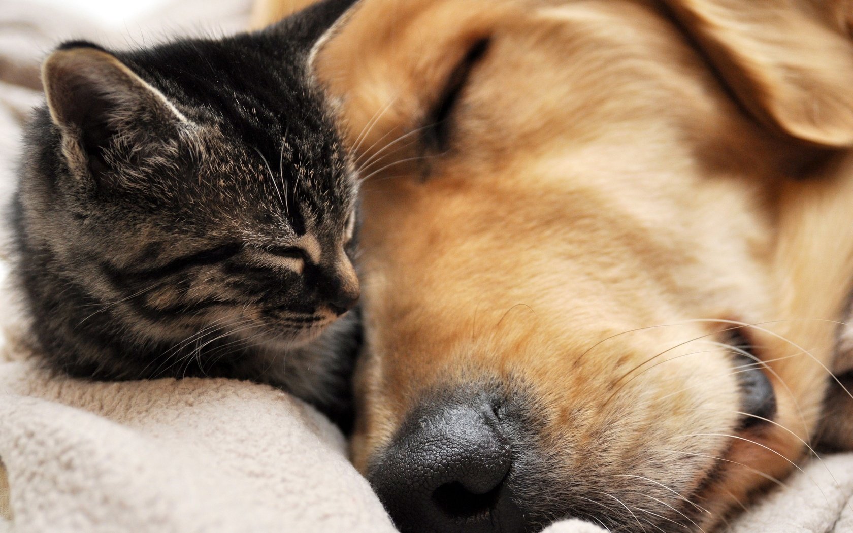 Обои кошка, сон, собака, дружба, мордочки, cat, sleep, dog, friendship, faces разрешение 3000x2000 Загрузить