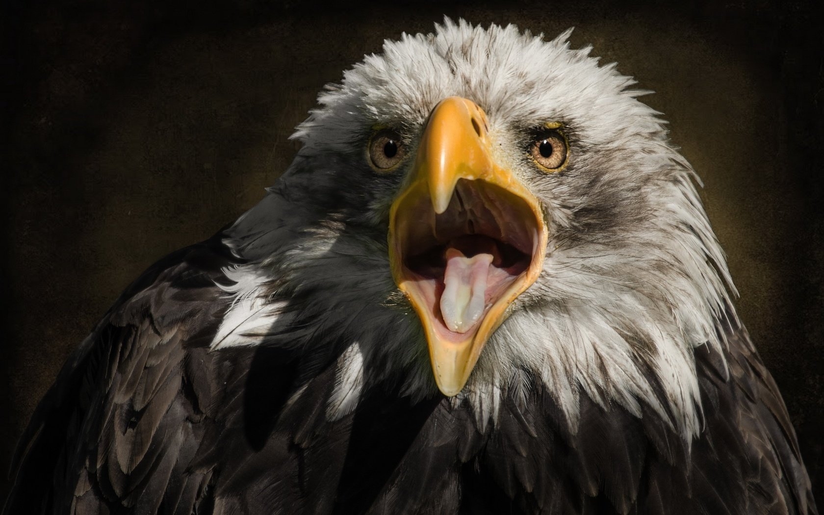Обои хищник, птица, клюв, белоголовый орлан, ellen-ow, predator, bird, beak, bald eagle разрешение 2560x1707 Загрузить
