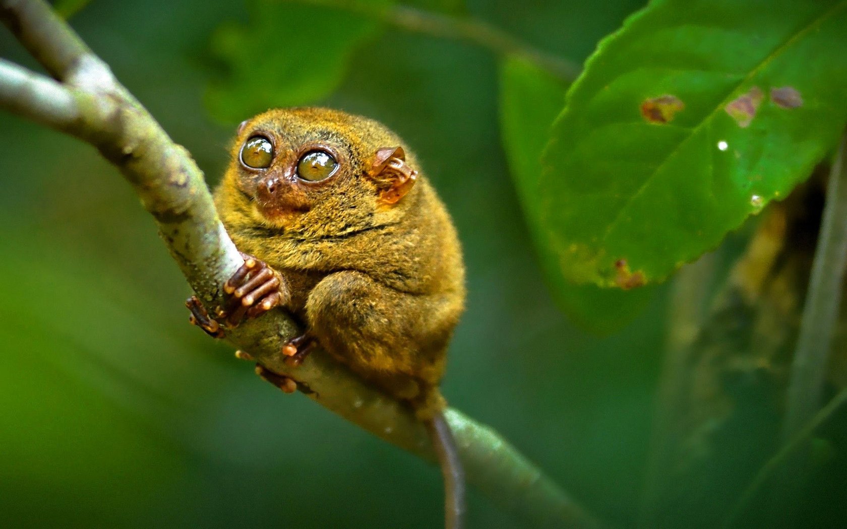 Обои глаза, примат, долгопят, eyes, the primacy of, tarsier разрешение 1920x1200 Загрузить
