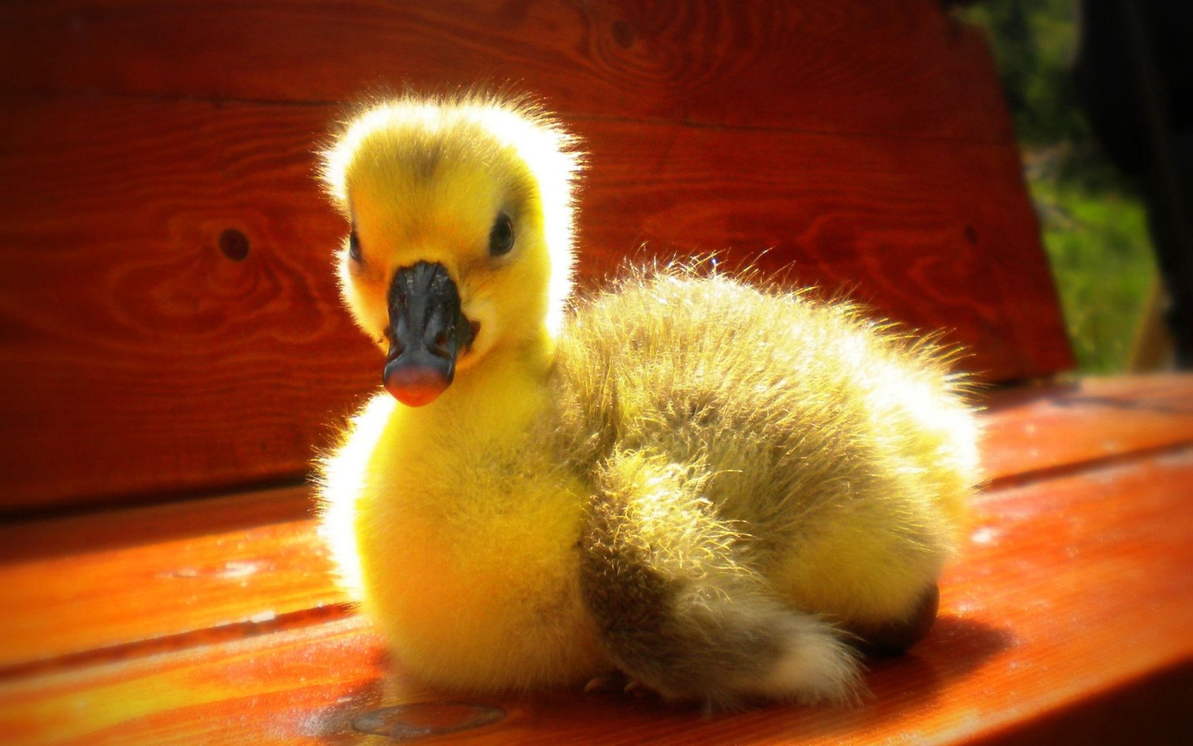 Обои птица, утка, утенок, желтый.птенец, bird, duck, yellow.chick разрешение 2231x1674 Загрузить