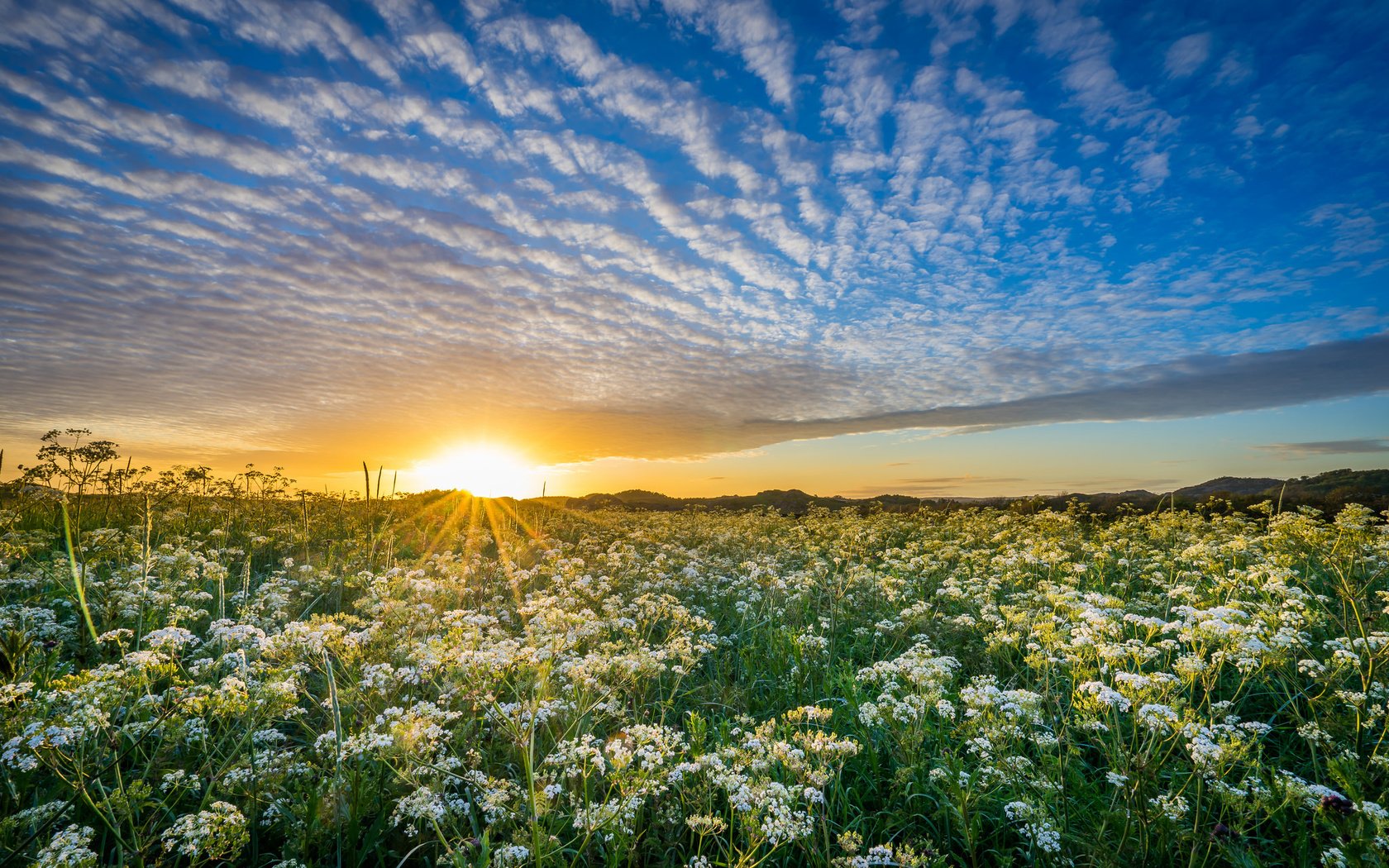 Обои небо, уг, цветы, облака, солнце, природа, закат, луг, норвегия, the sky, hs, flowers, clouds, the sun, nature, sunset, meadow, norway разрешение 2048x1365 Загрузить