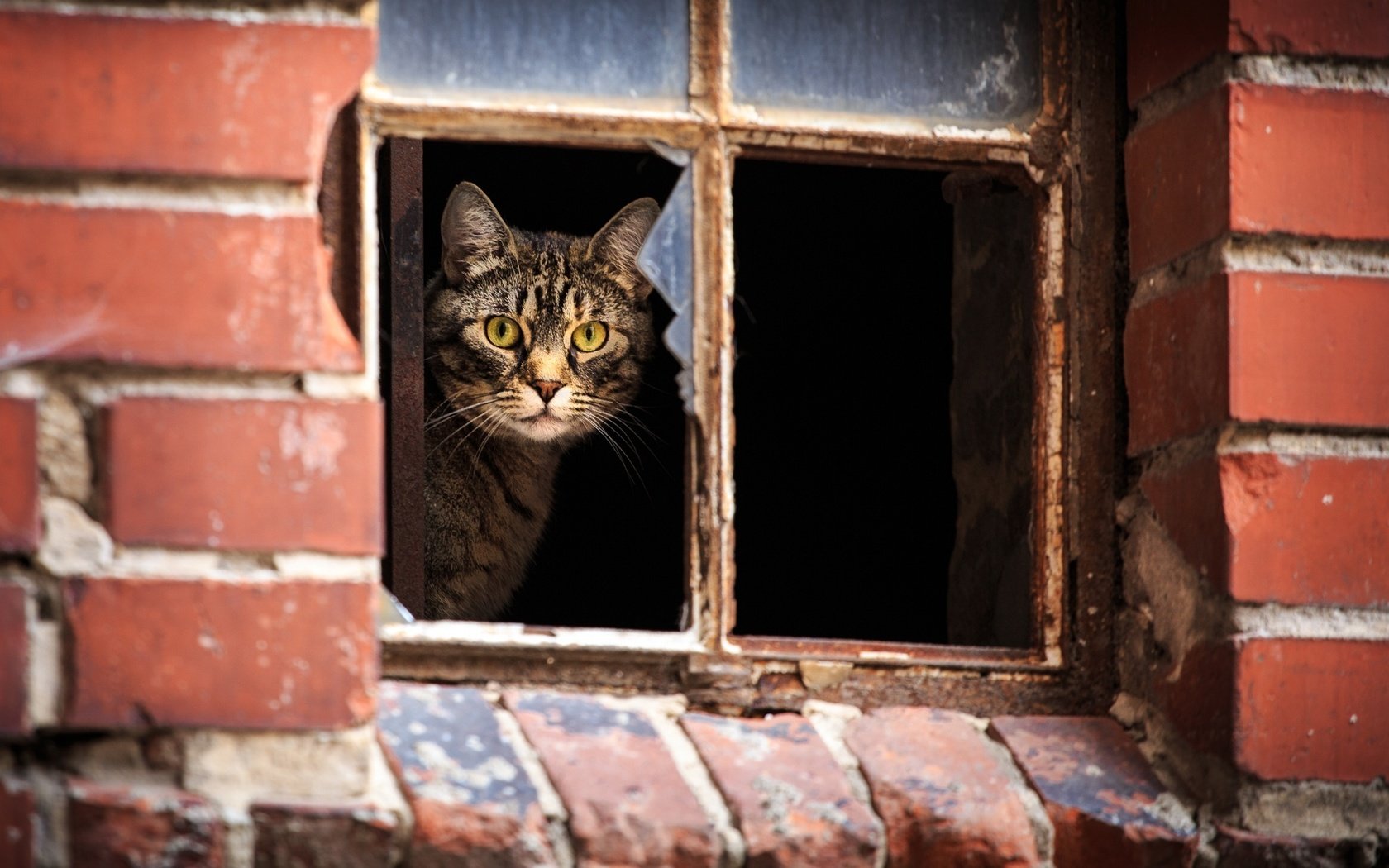 Обои кот, кошка, взгляд, дом, окно, полосатый, cat, look, house, window, striped разрешение 2048x1365 Загрузить