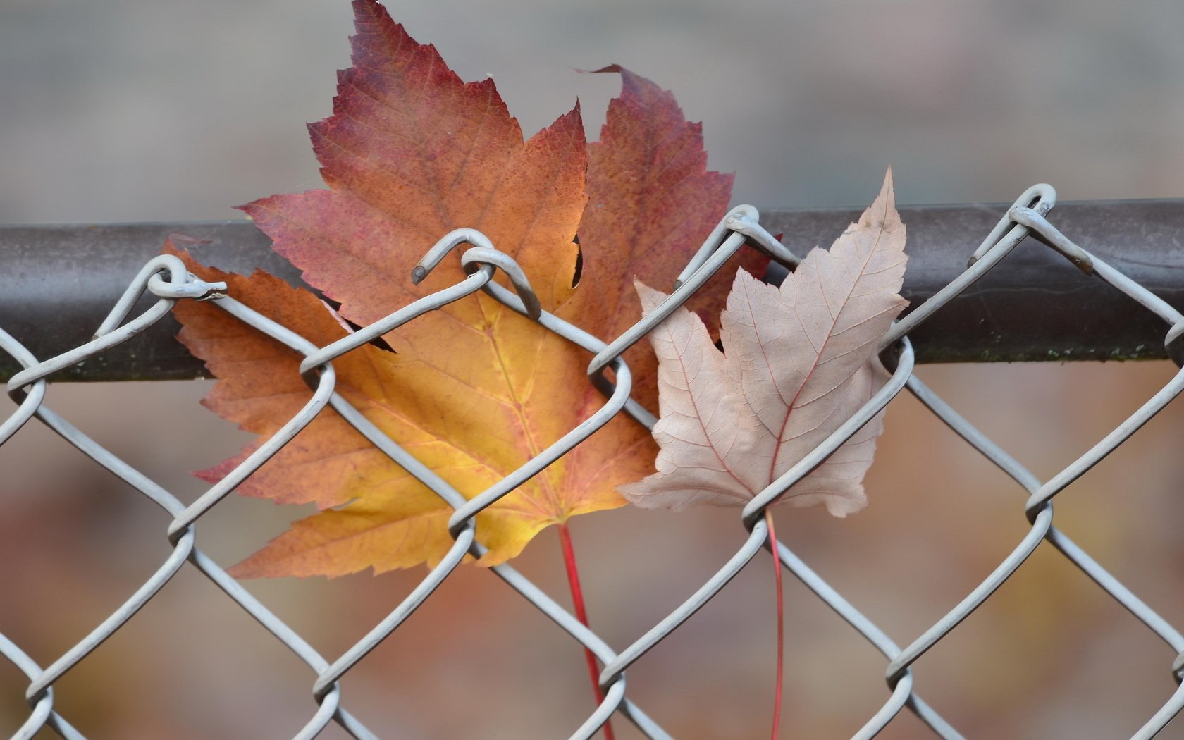 Обои природа, листья, осень, забор, сетка, кленовый лист, nature, leaves, autumn, the fence, mesh, maple leaf разрешение 2048x1365 Загрузить