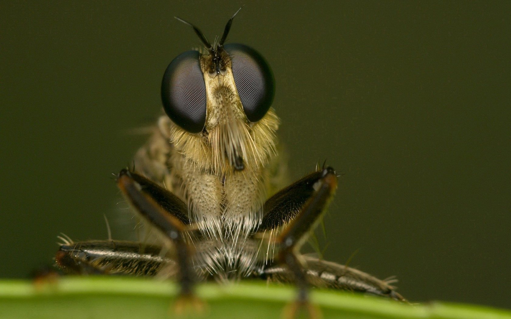 Insect legs. Лапки мухи. Глаза мухи. Насекомые под макросъемкой. Муха крупным планом.