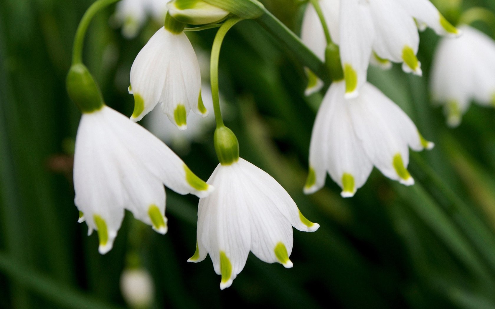 Обои лепестки, весна, белые, подснежники, petals, spring, white, snowdrops разрешение 2048x1365 Загрузить