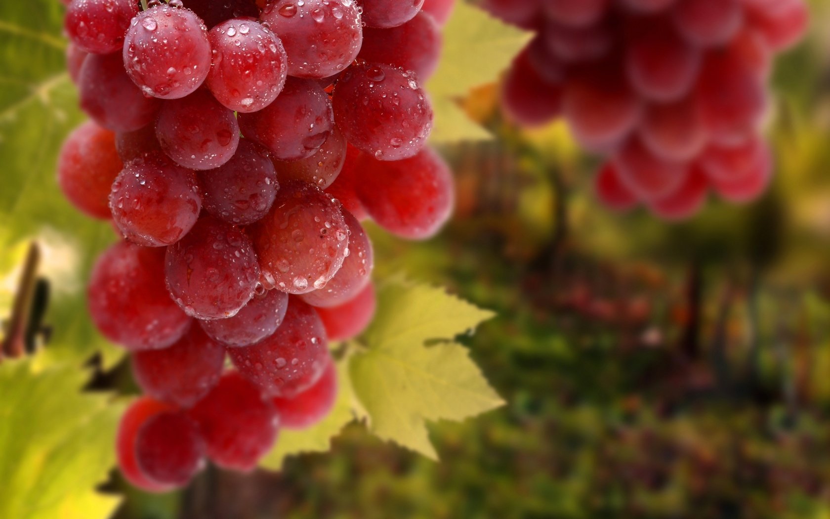 Обои листья, макро, виноград, еда, leaves, macro, grapes, food разрешение 2880x1800 Загрузить