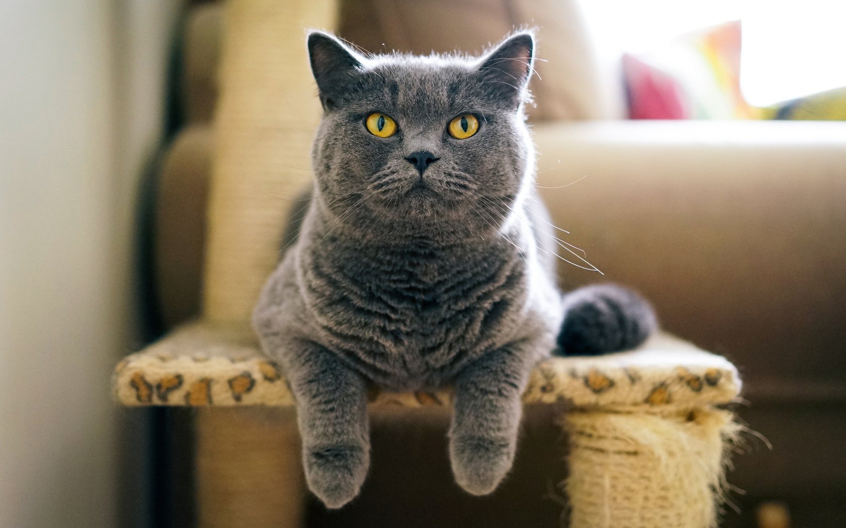 Обои кот, серый, британец, cat, grey, british разрешение 2048x1365 Загрузить