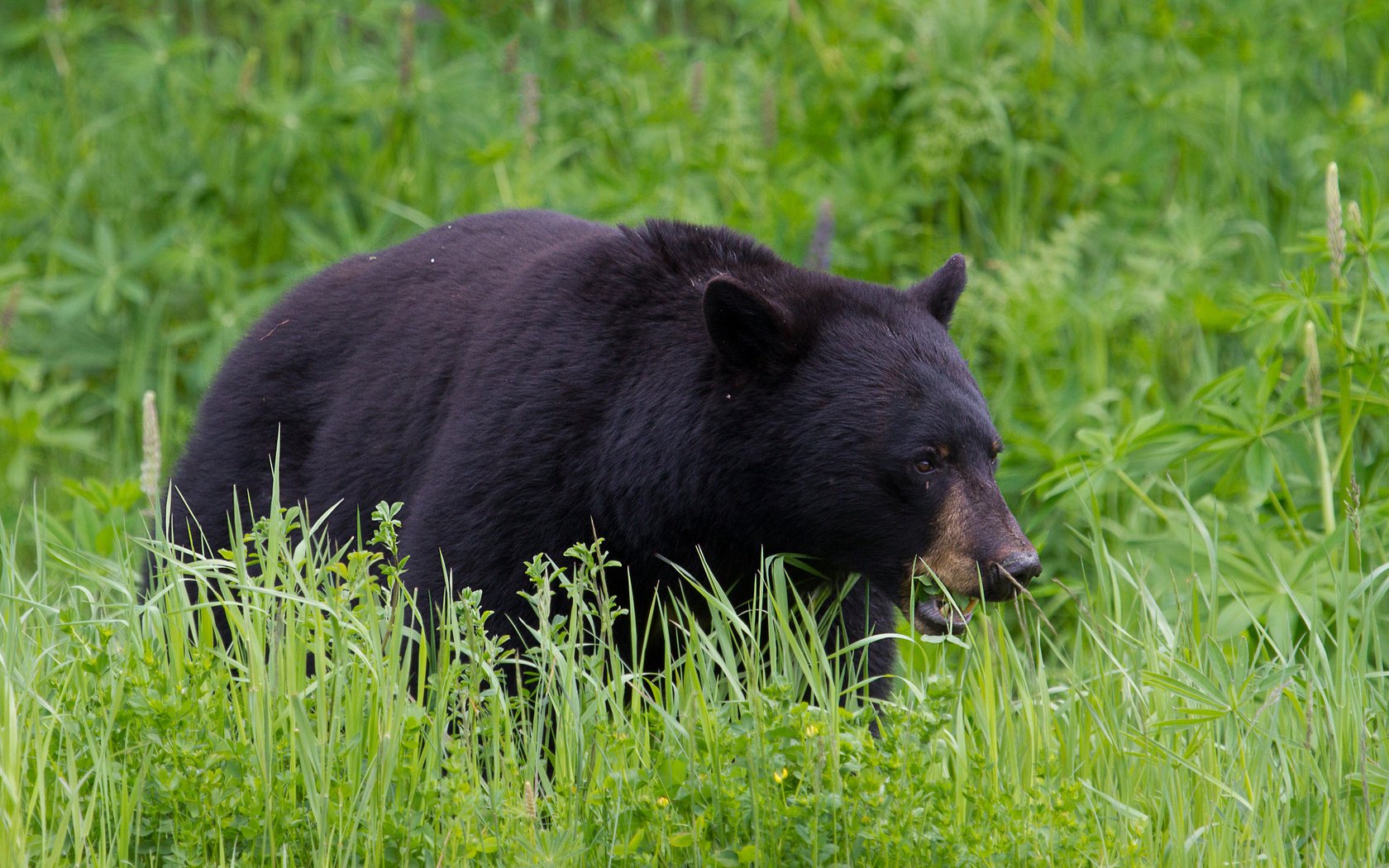 Обои трава, медведь, черный, барибал, grass, bear, black, baribal разрешение 2048x1476 Загрузить