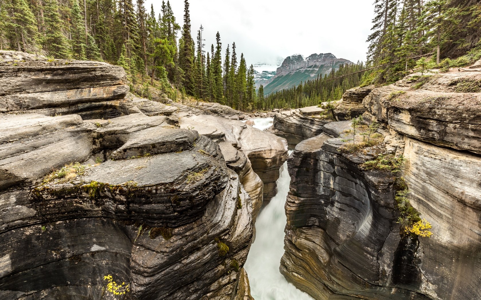 Обои деревья, река, скалы, пейзаж, mistaya canyon, banf-icefields, trees, river, rocks, landscape, at mistaya canyon разрешение 2880x1920 Загрузить