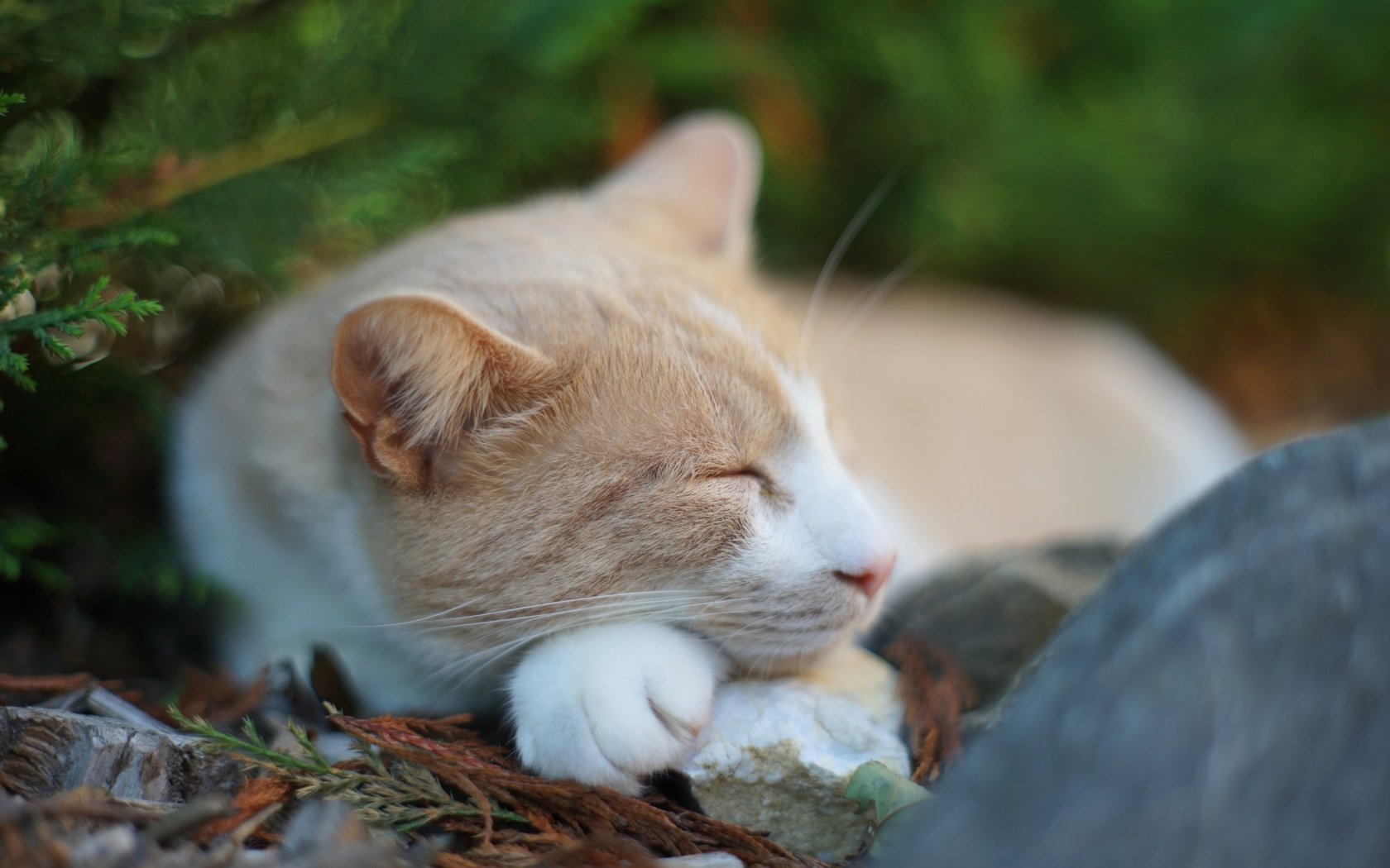 Обои природа, хвоя, кот, спит, камень, nature, needles, cat, sleeping, stone разрешение 2880x1920 Загрузить
