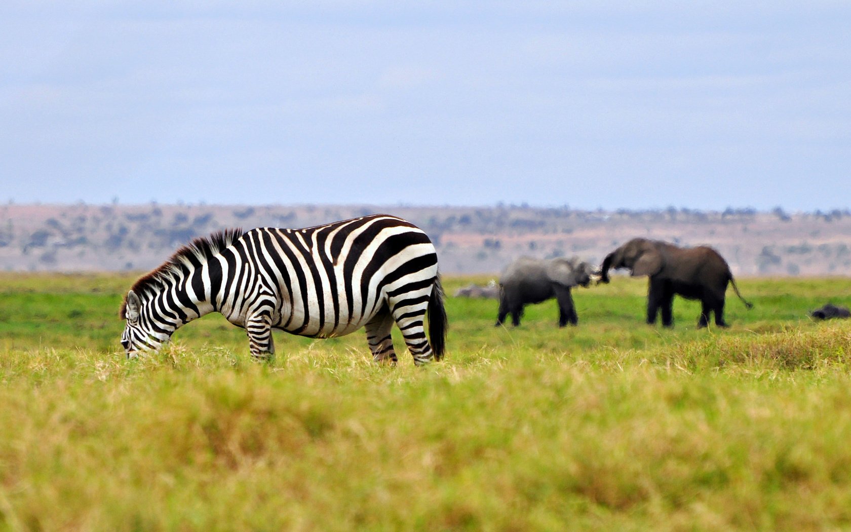 Обои трава, зебра, животные, слоны, саванна, штат джорджия, grass, zebra, animals, elephants, savannah, georgia разрешение 2048x1153 Загрузить
