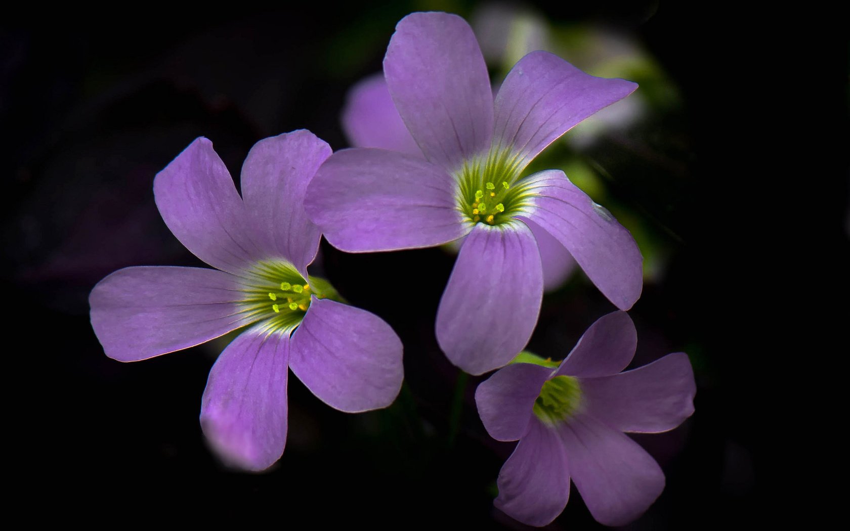 Обои цветы, фон, лепестки, краски, соцветие, кислица, flowers, background, petals, paint, inflorescence, oxalis разрешение 2048x1392 Загрузить