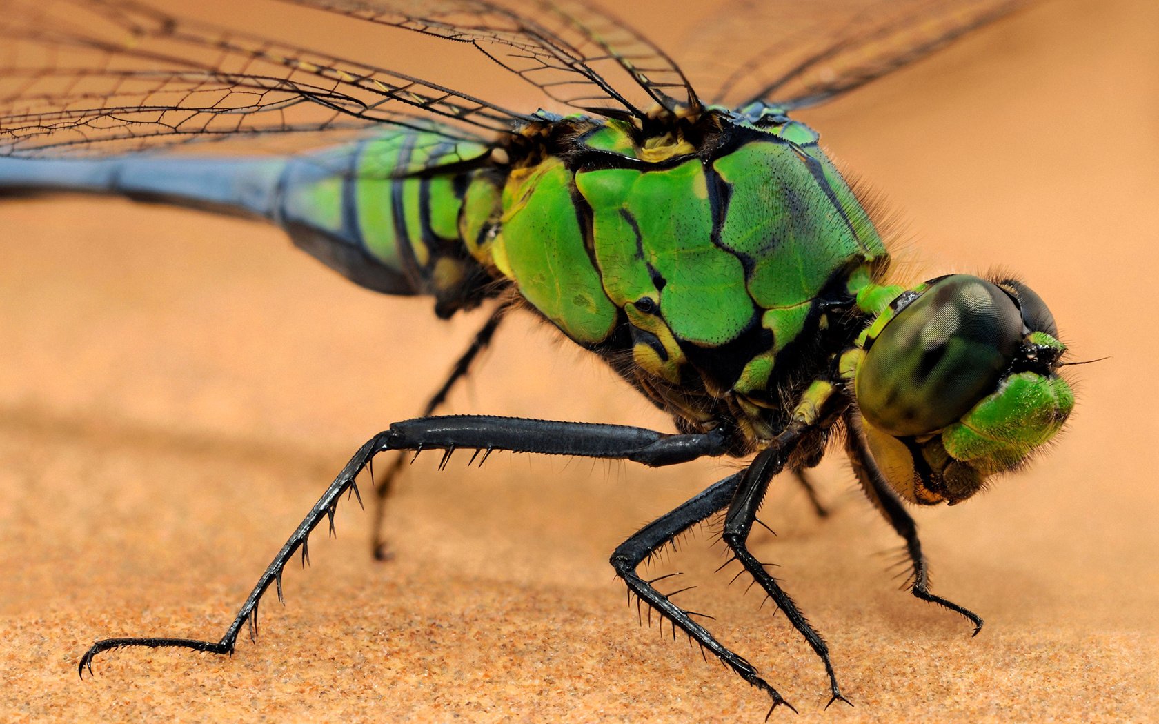 Обои макро, насекомое, крылья, стрекоза, macro, insect, wings, dragonfly разрешение 1920x1200 Загрузить