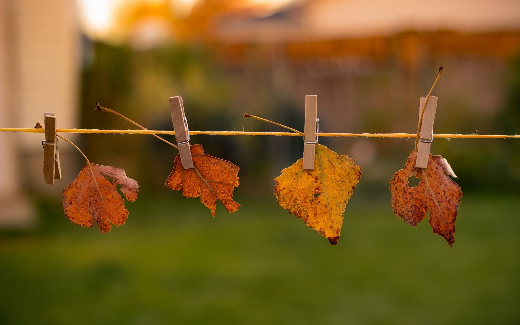 Обои природа, листья, осень, nature, leaves, autumn разрешение 2048x1365 Загрузить