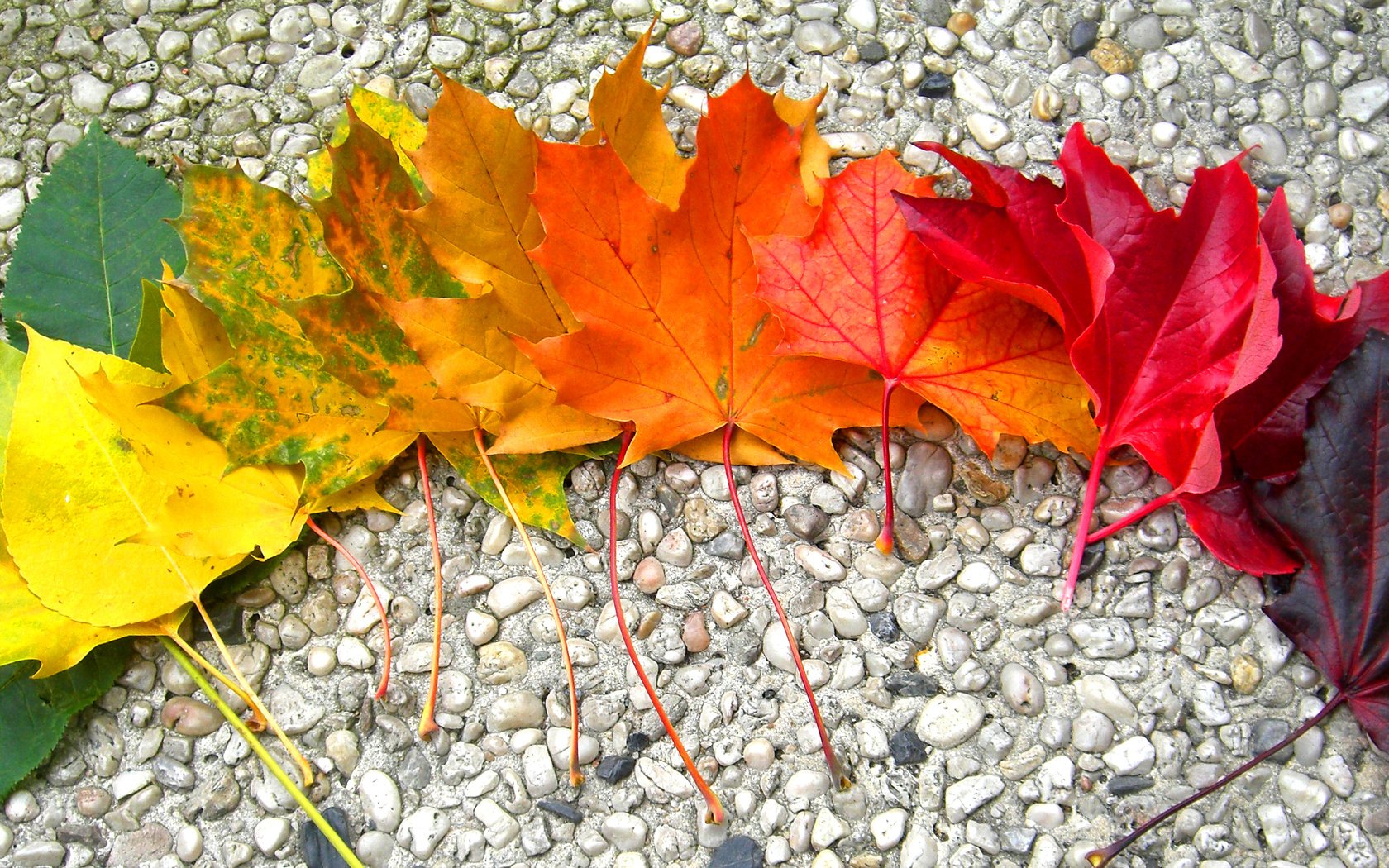 Обои камни, листья, осень, радуга, клен, stones, leaves, autumn, rainbow, maple разрешение 2968x1524 Загрузить