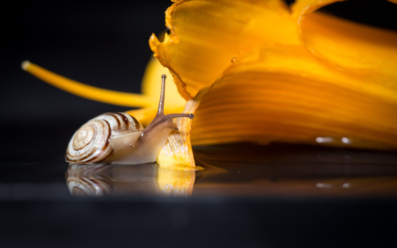 Обои макро, цветок, улитка, macro, flower, snail разрешение 2736x1826 Загрузить