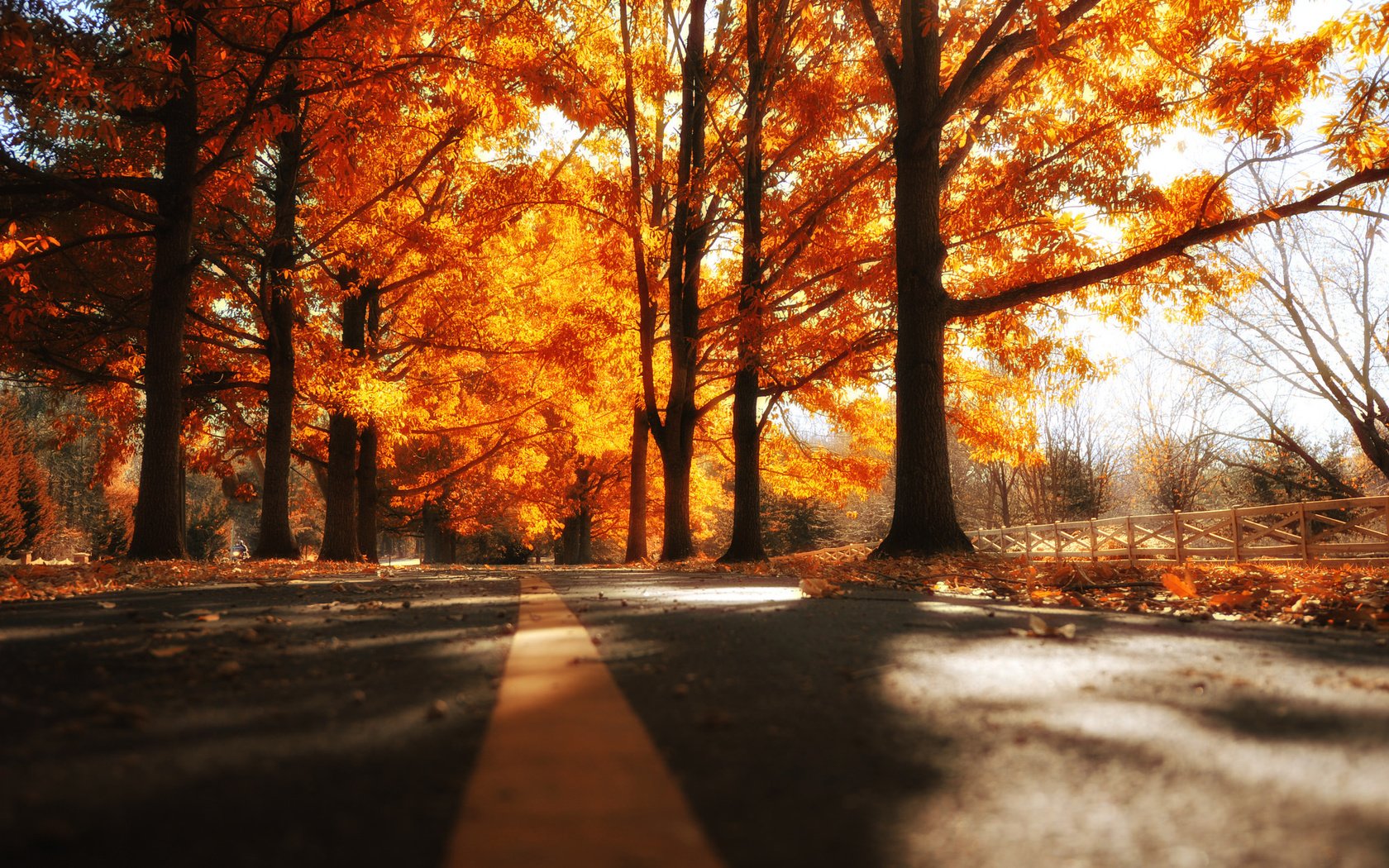 Обои дорога, деревья, осень, road, trees, autumn разрешение 2048x1363 Загрузить