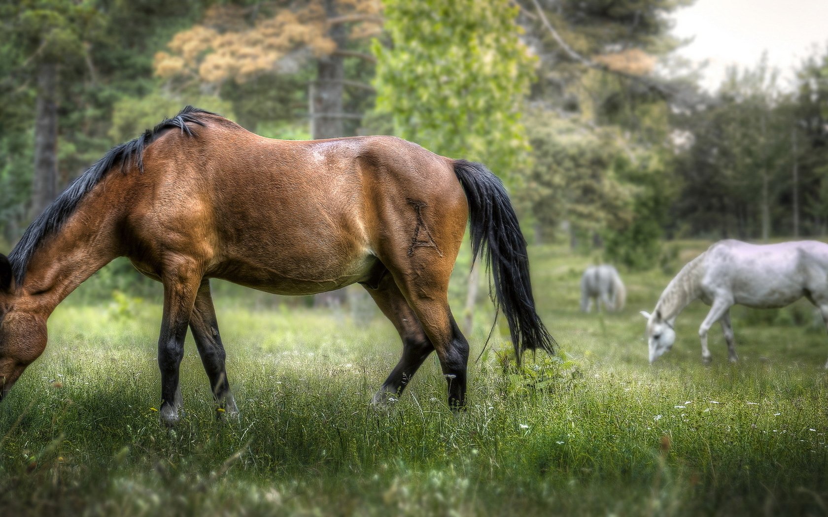 Обои трава, деревья, природа, фон, лошади, кони, grass, trees, nature, background, horse, horses разрешение 2035x1080 Загрузить