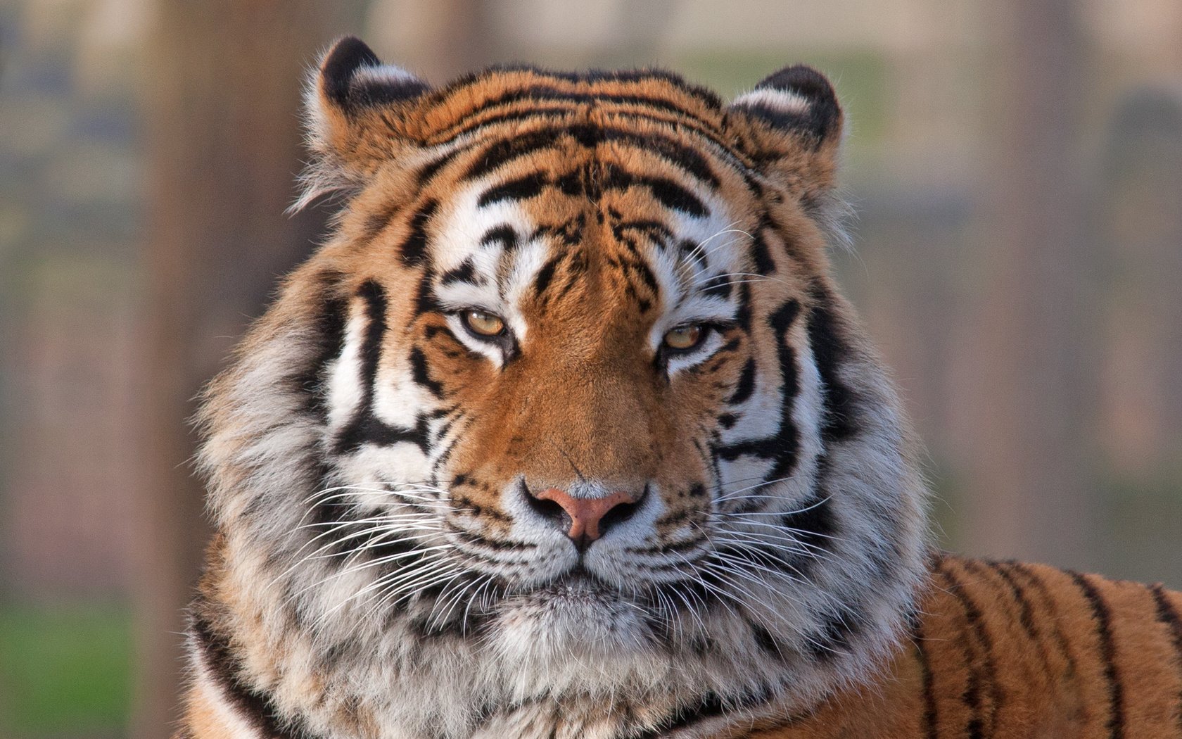 Обои тигр, морда, взгляд, хищник, животное, окрас, tiger, face, look, predator, animal, color разрешение 2049x1366 Загрузить