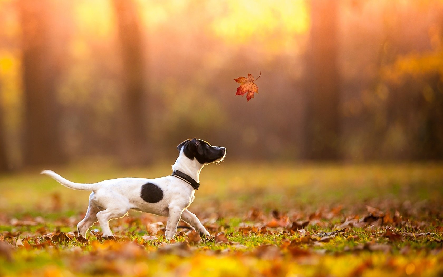 Обои осень, лист, щенок, клен, джек-рассел-терьер, autumn, sheet, puppy, maple, jack russell terrier разрешение 2048x1365 Загрузить